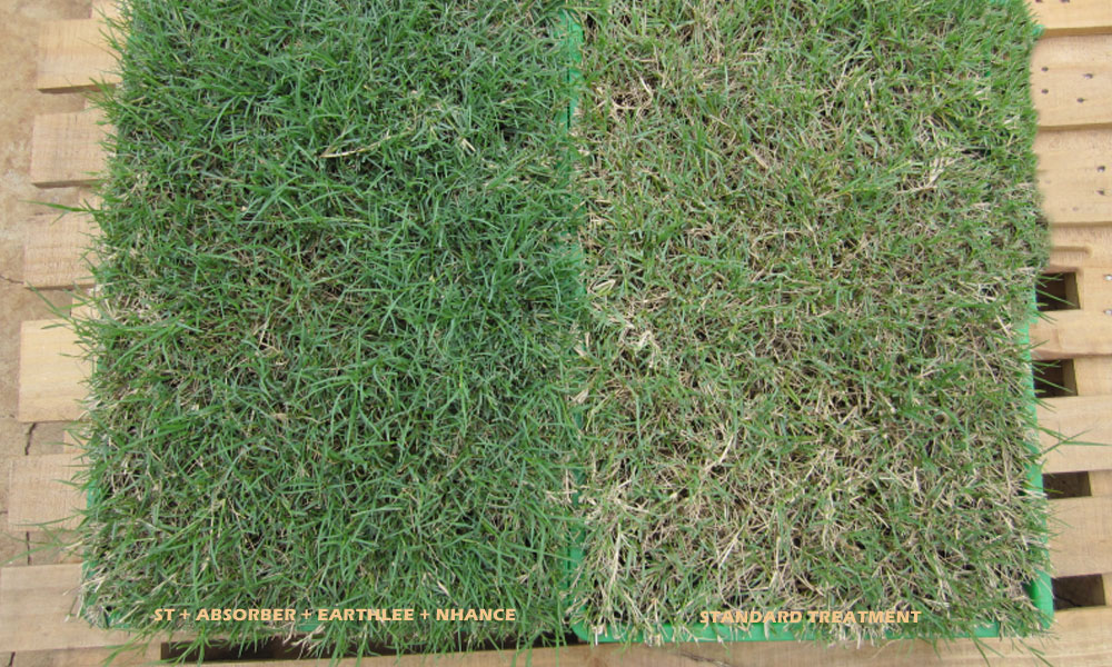 Grass planted with Absorber, Nhance and Earthlee growing way better than specimen without