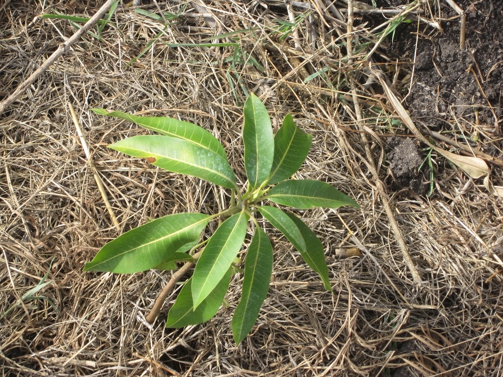 Tree seedling after transplanting at Kanani school in Watamu.This was during a tree planting exercise
