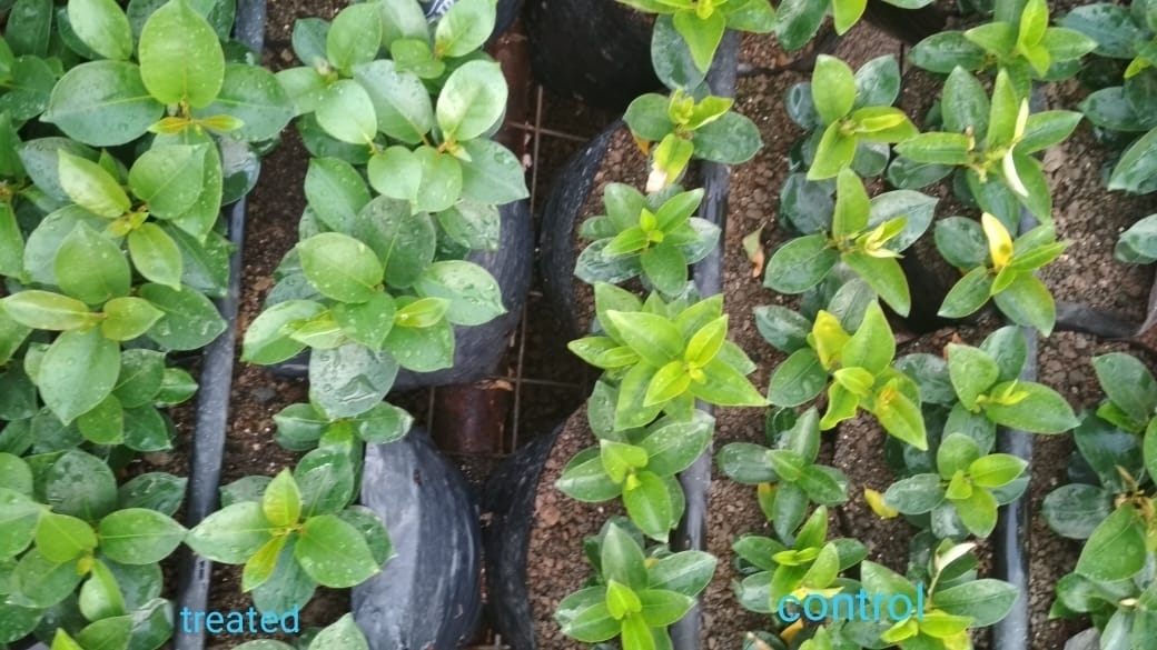 Close up view of dipladenia plant . The untreated (left side) has more yellow leaves. The section treated with Absorber and Asilee is on the right.