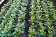 Dipladenia crop on the right has bigger leaves and is greener compared to those on the left.