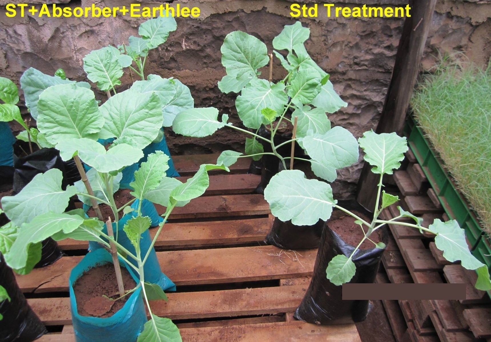 Absorber and Earthlee added to standard treatment for sukuma wiki (kales) on the left. Leaves bigger and generally healthier compared to the untreated on the right
