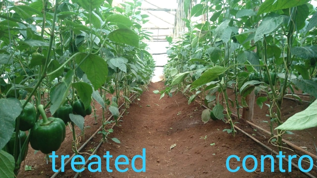 Capsicum (Pilipili Hoho) on the left is treated with Organix products. Control section on the left showing less yield compared to the right side