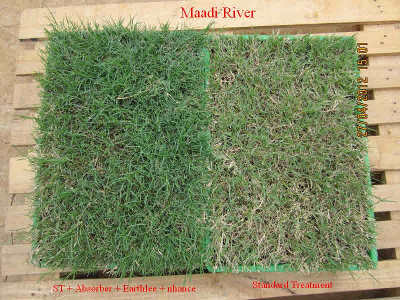 Maadi River grass: Left side treated with Organix products is greener, looks healthier and has more foliage