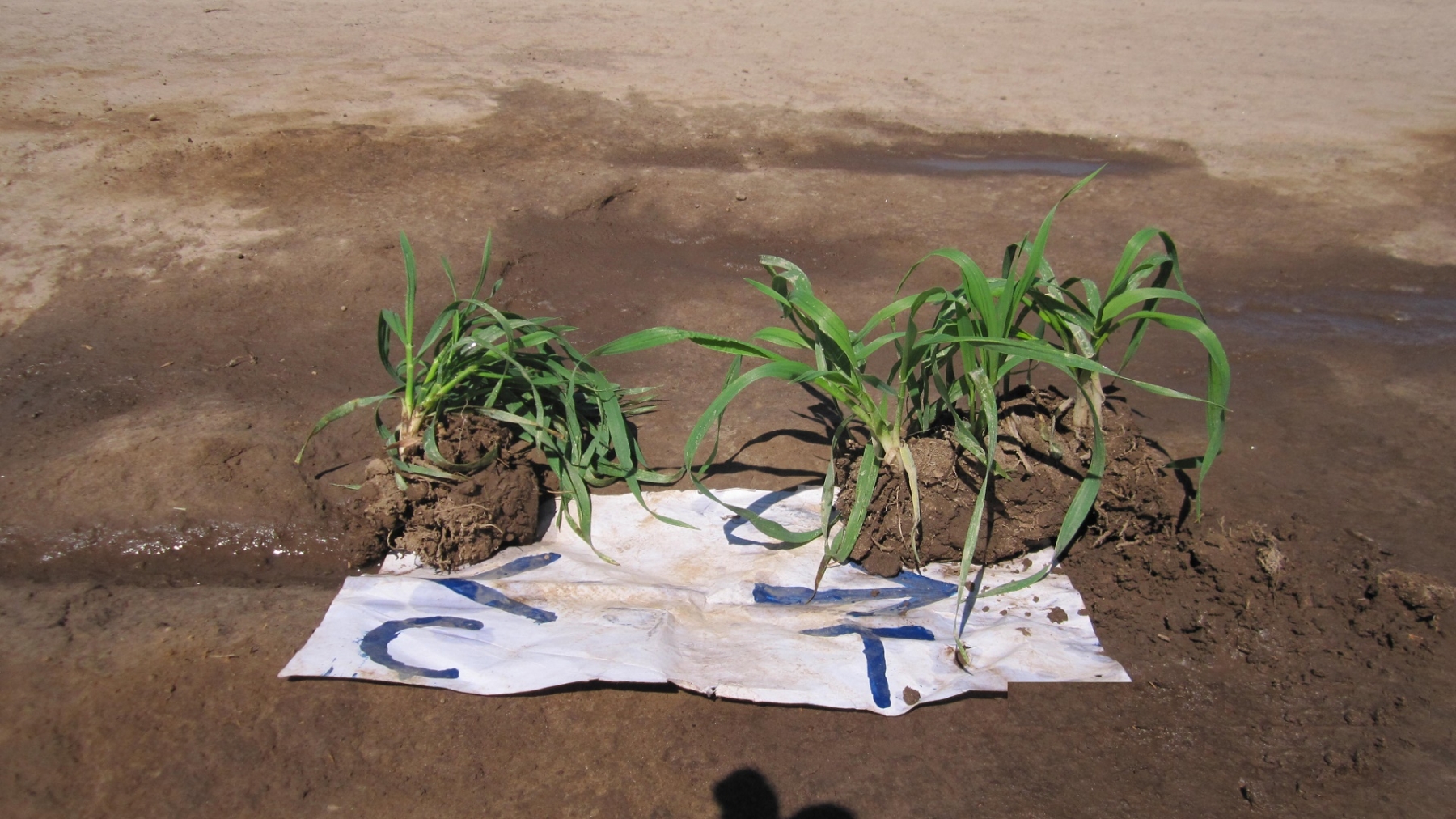 Left is control, Right is treated with absorber, earthlee, nhance and asilee. Leaves are more developed in length and breadth.