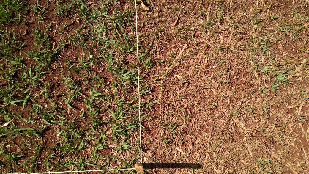 A close up look at the treated and untreated sections of the lawn. Despite the dry weather, the section treated with Absorber and Asilee is promising