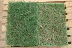Maadi River grass: Left side treated with Organix products is greener, looks healthier and has more foliage