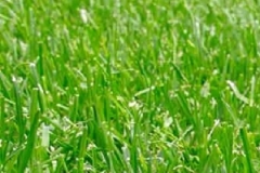 Absorber is a biodegradable water retainer recommended for long duration plants like grass, trees, etc