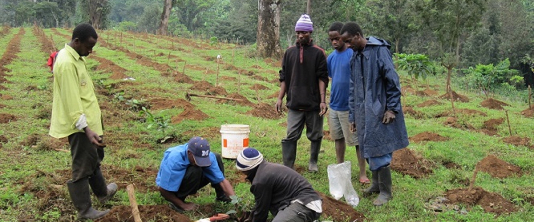 Tree planting in Arusha, Tanzania