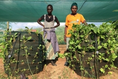 Vegetable growing in growbags in Turkana through Barefoot Soulutions'  project with the women of Turkana County. Organix products applied in soil mixture of growbag on the right. Photograph courtesy of Barefoot Soulutions